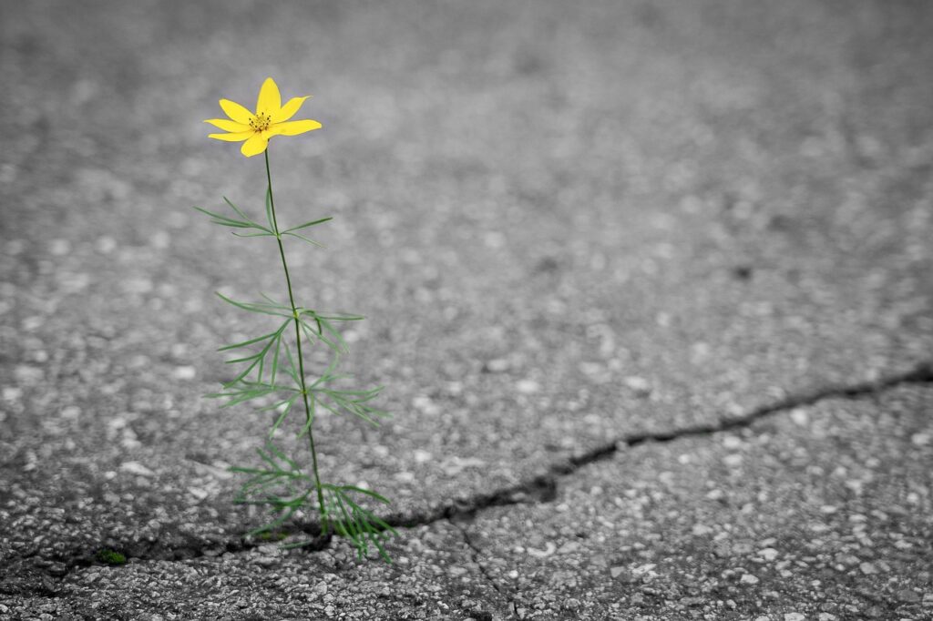 flower, road, crack, flower wallpaper, yellow, beautiful flowers, alone, lonely, nature, plant, flower background, blossom, green, outdoor, outdoors, asphalt