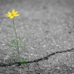 flower, road, crack, flower wallpaper, yellow, beautiful flowers, alone, lonely, nature, plant, flower background, blossom, green, outdoor, outdoors, asphalt