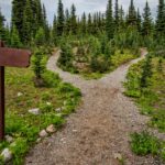 Explore a forked trail in Manning Park, BC amidst lush greenery and conifer trees. Perfect for nature walks.